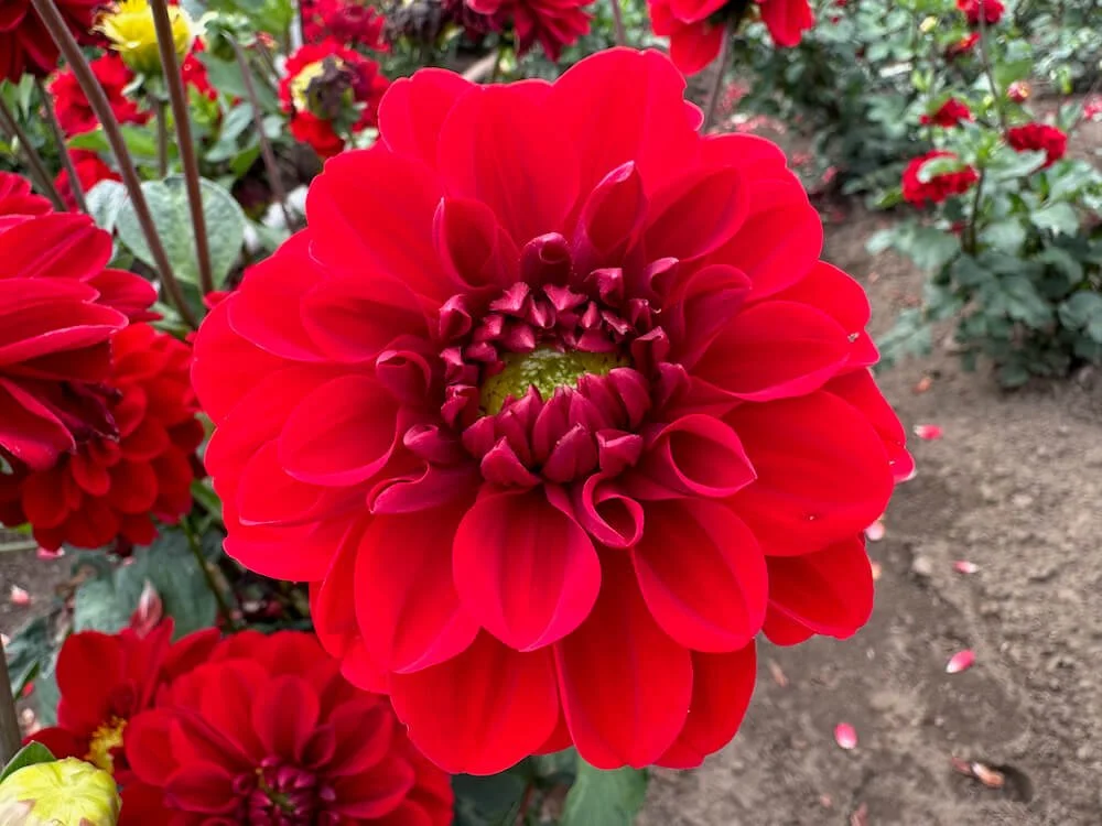 Dahlia 'Vixen' (Vixen Dahlia) — Northwest Blooms